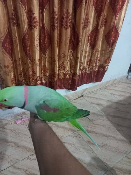 parrot urgent sale 4