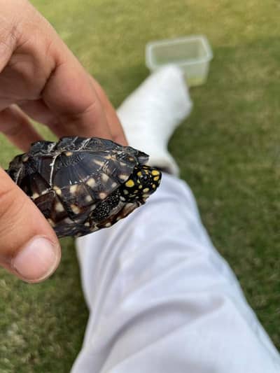 Black pond Turtles