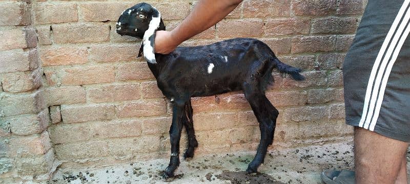 Desi bakri path available for sale 4