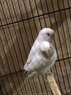 Large size cage along with 11 breeding Love birds