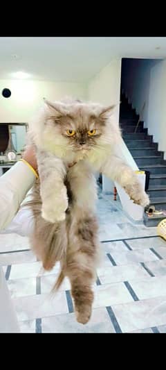 Persian cat 03425337314