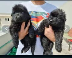 black Shepherd puppies for sale