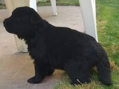 black Shepherd puppies for sale