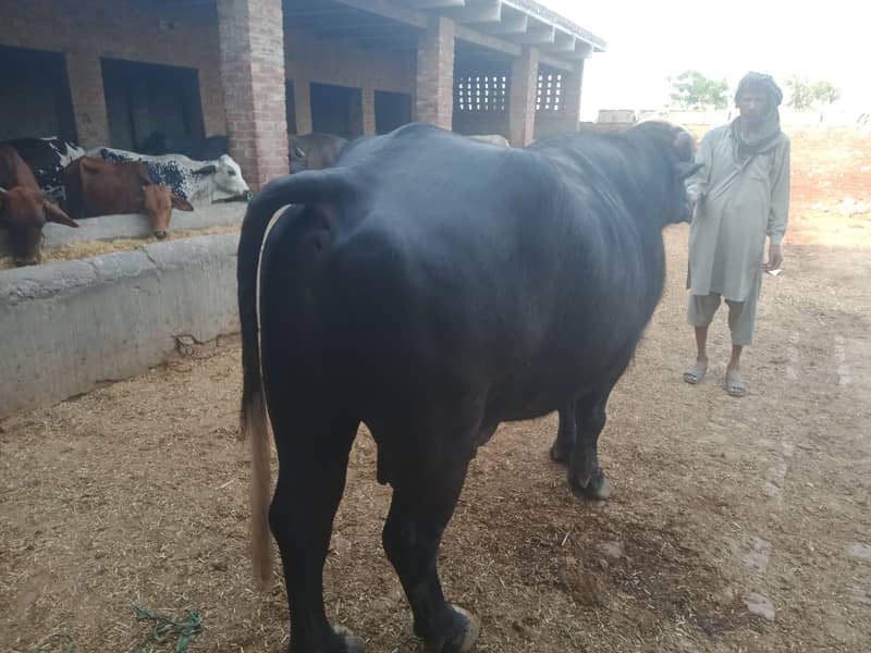 Heavy Weight Buffalo for sale 3