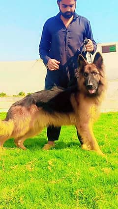 Long Hair King Size Heavy Bone German Shepherd Male 0