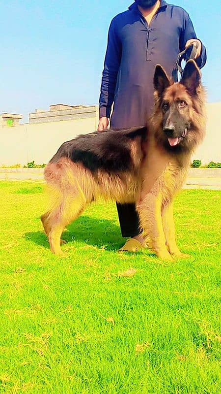 Long Hair King Size Heavy Bone German Shepherd Male 1