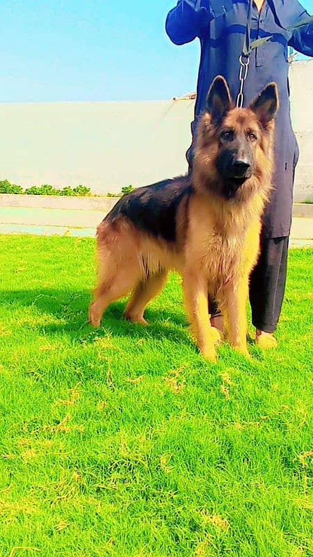 Long Hair King Size Heavy Bone German Shepherd Male 2