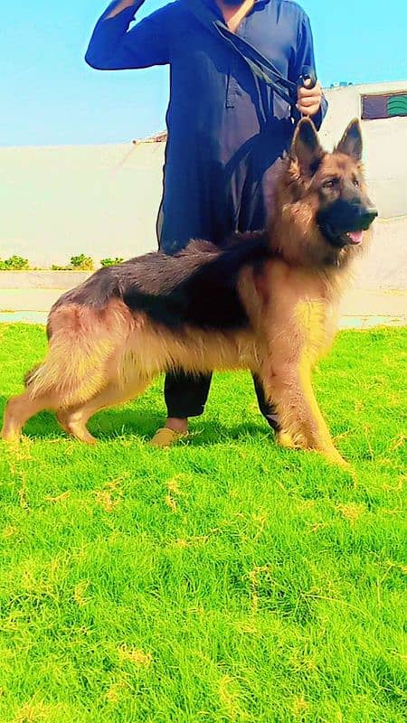 Long Hair King Size Heavy Bone German Shepherd Male 3