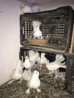 Laka Pigeons For New Shelter