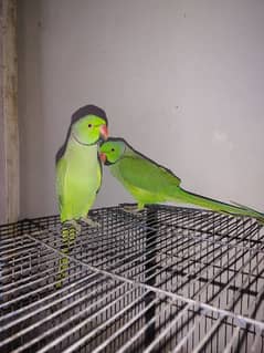 green ring neck full hamd tamed