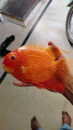 Super red severum piece 8+ inches for sale