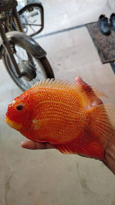 Super red severum piece 8+ inches for sale 1