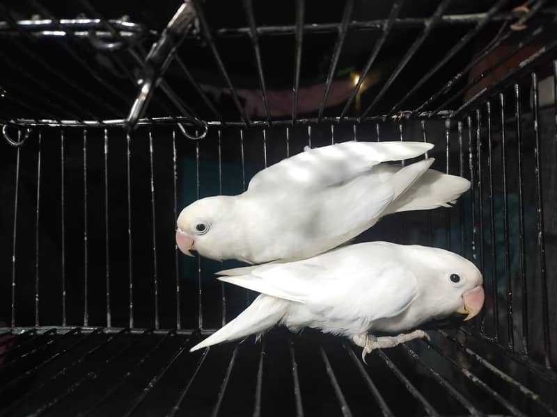 Love birds Breeder pairs 3