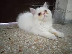 Persian Cat Female Piki Face 3riple Coated = 03486223941 0