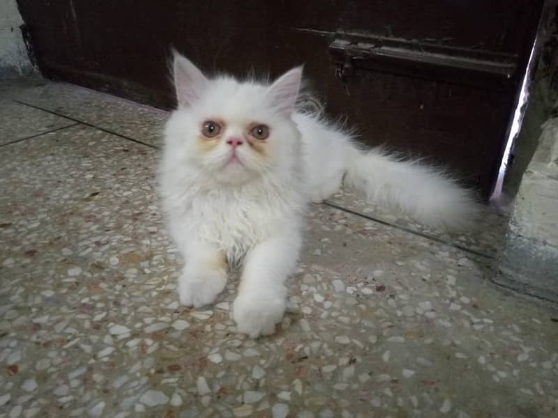 Persian Cat Female Piki Face 3riple Coated = 03486223941 1