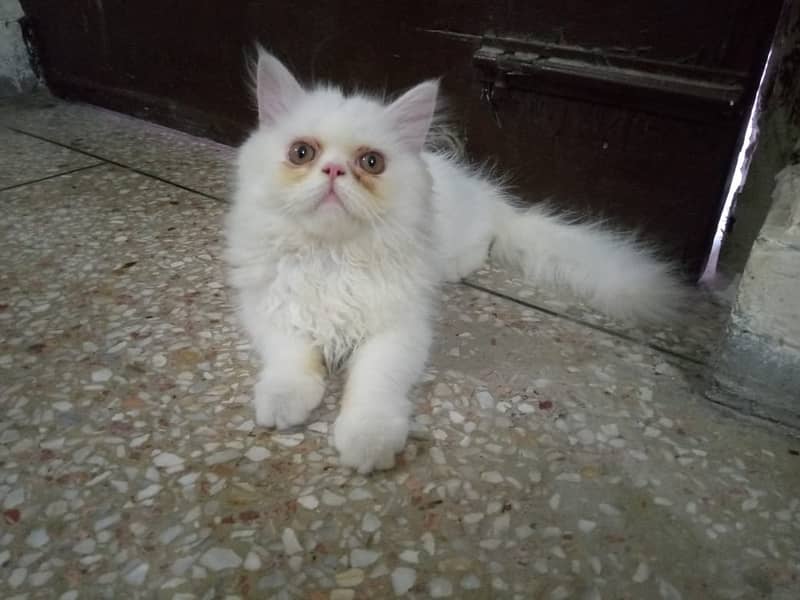 Persian Cat Female Piki Face 3riple Coated = 03486223941 2