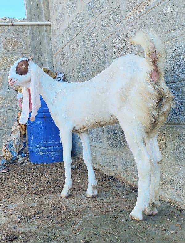 pure Gulabi kapli female 2