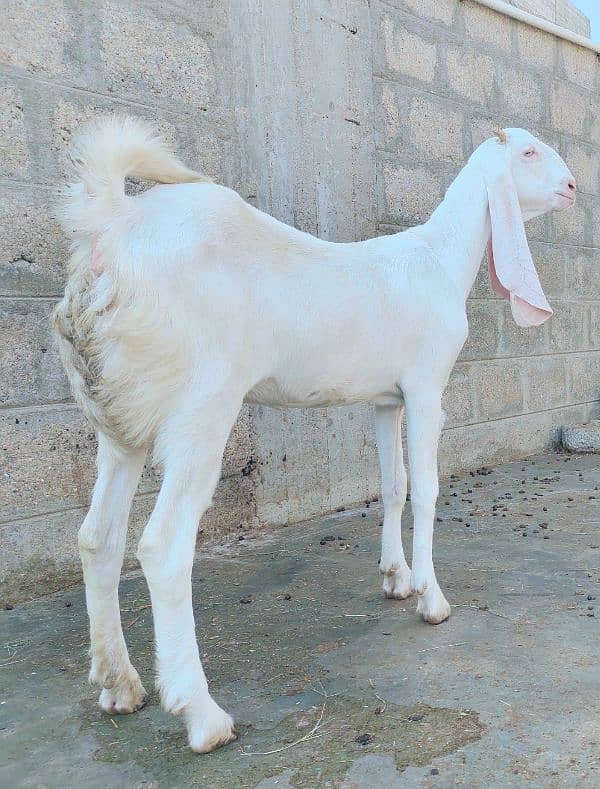 pure Gulabi kapli female 7