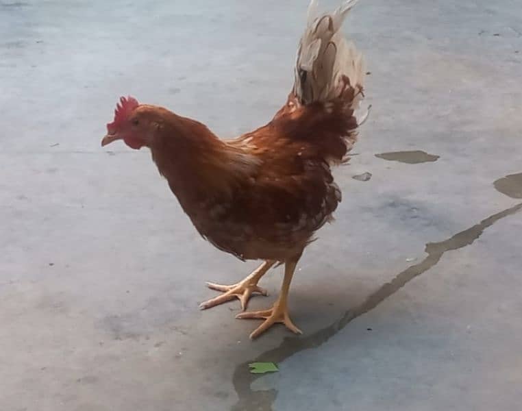 Lohmann Young Rooster Male 1