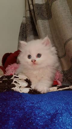 Persian Cat