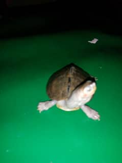 turtle