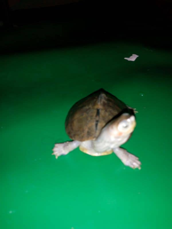 turtle 0