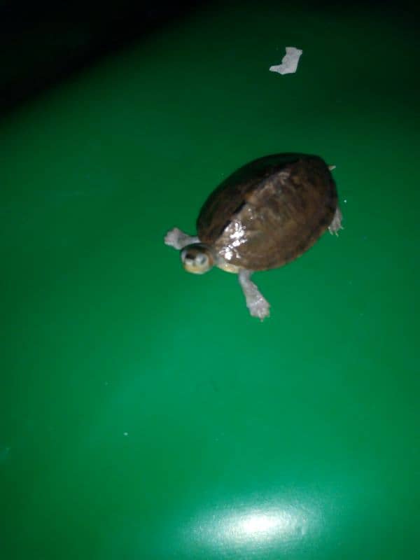 turtle 2