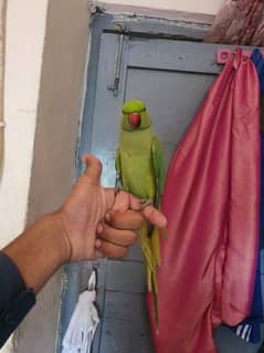 0321.8577. 966 green parrot ringnack breeder male Hand Tamed