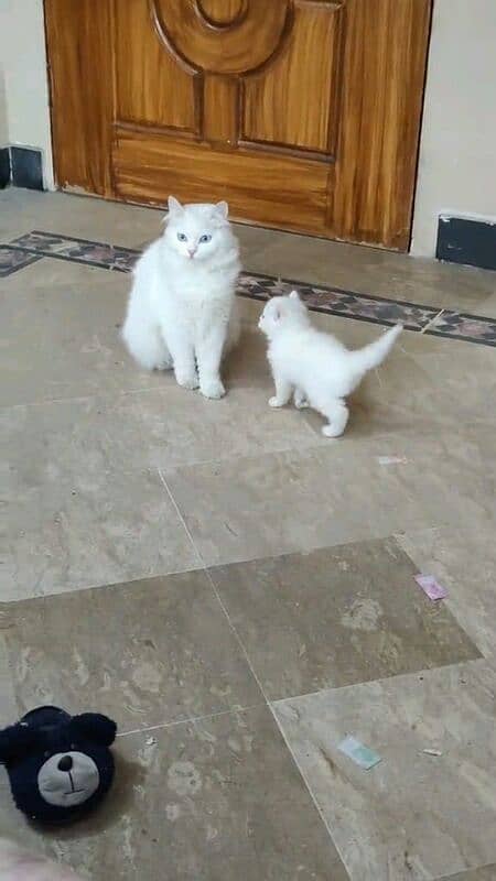 Persian cat for sale my WhatsApp 0313=49=25=408 1