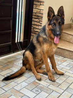 German shepherd dog