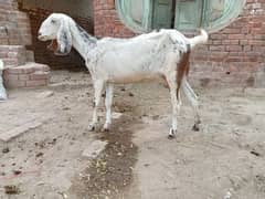 2 pregnant bakri for sale 03052593845