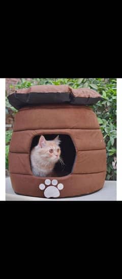 Cat & Dog House