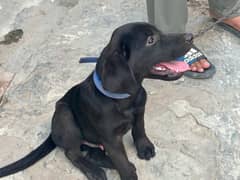 Labrador Retriever for sale | Ped