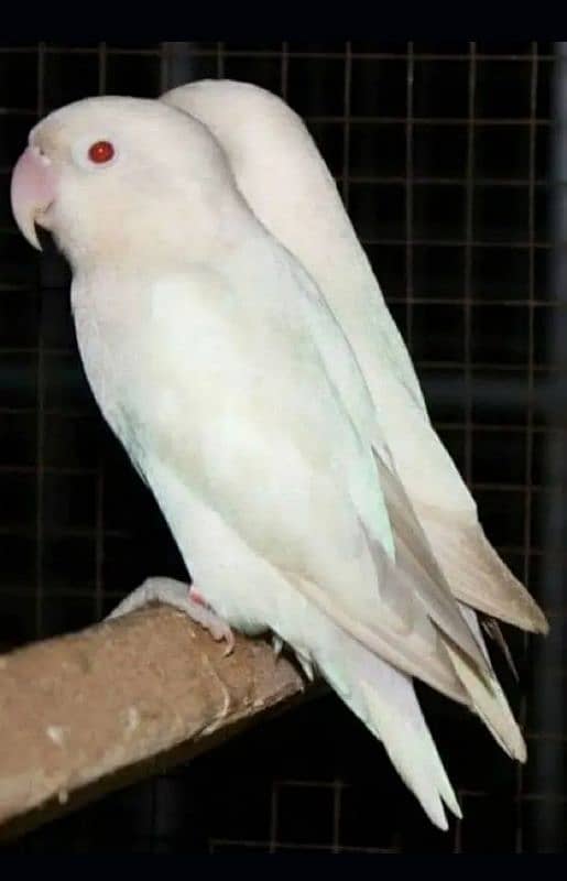 Albino Red Eyes 1