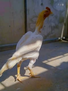 Papar White Aseel Heera Male With Son