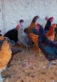 golden misri hens - 5 months old - healthy - 20 hens