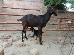 bachay wali bakri