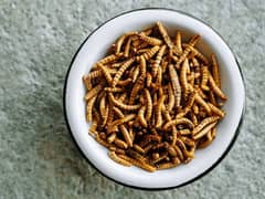 USA worms Available