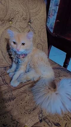 persian male cat 0