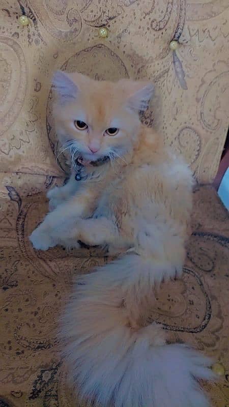 persian male cat 1