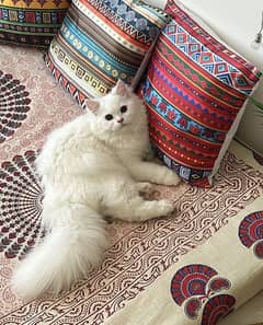 Persian blue eyes cat available for sale