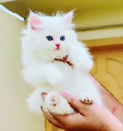 Persian beautiful Cat for sale0341/06/55/449 my WhatsApp number