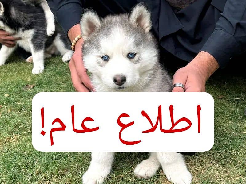 husky dog for Sale [ imported ] 6