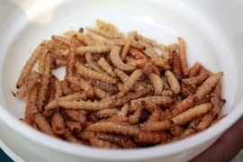 Mealworms live worms Available 0