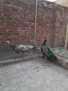 pair peacock 0