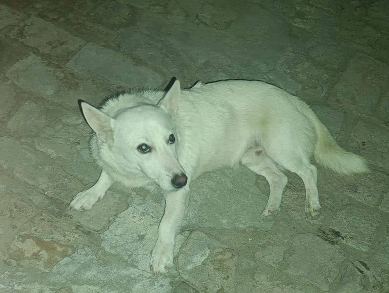 RUSSian MALE DOG FOR SALE 6