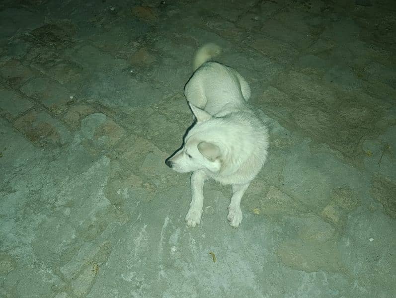 RUSSian MALE DOG FOR SALE 9