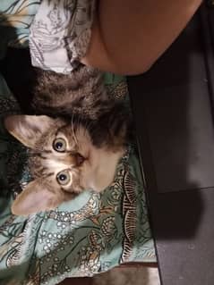 2 months old playful kitten looking for a forever home