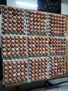 Non fertile Desi eggs