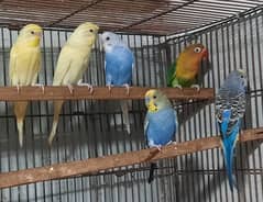 Male Budgies